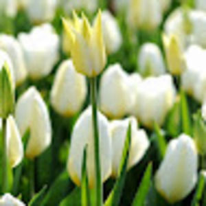 Meet your Posher, Hong